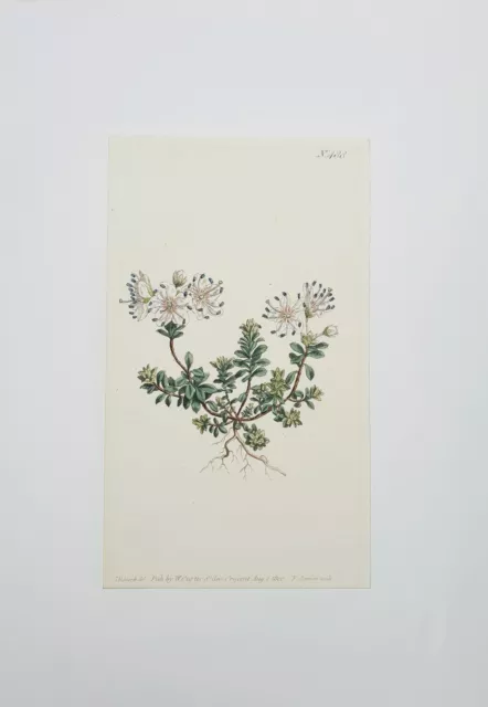 XVIII ème - W Curtis - Belle Gravure Aquarellée de Fleur n°488 d'Août 1800