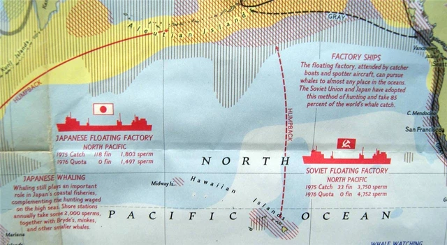 National Geographic Map The Great Whales Of The World December 1976 Vintage