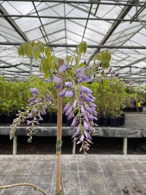 Wisteria floribunda 'Domino' 3L 80-100cm Climbing plant