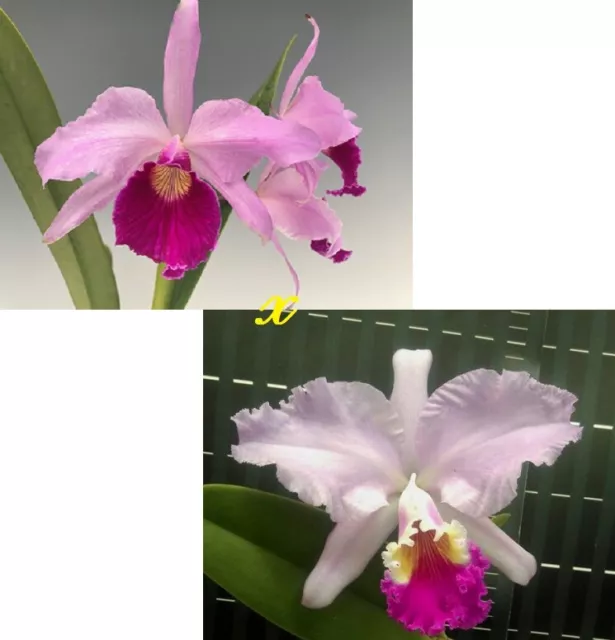 Orchid Orchidee Cattleya San Juan Lacroze 1916 (27 Sr)