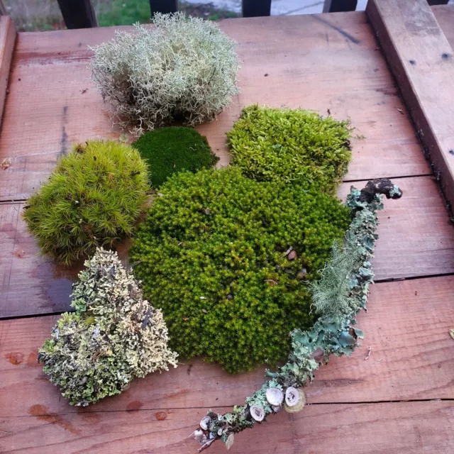 Live Moss Assortment for Terrarium, Vivarium, Fairy Garden Quart Bag 😁✌️