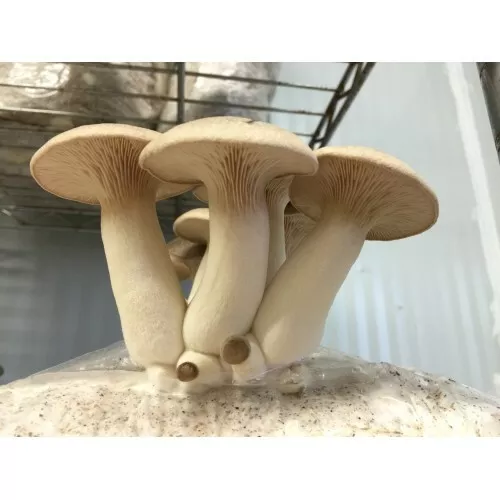 King Oyster Mushroom Spawn (Seed Mycelium) Grow Australian Edible Food Fast 75g