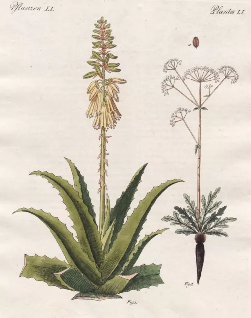 Aloe vera Asant Asafoetida Arzneipflanzen medicinal plants Botanik Bertuch 1798