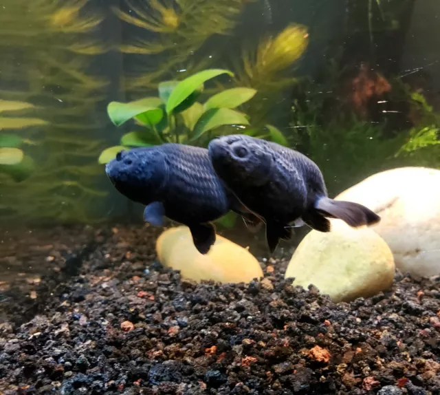 3 Black Ranchu Goldfish (1.5-2") Live Fish 2Day Fedex shipping