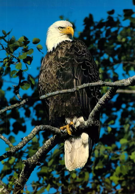 The Majestic Bald Eagle-MN Postcard M13