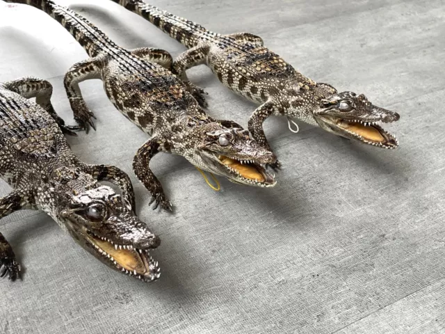 3 x Genuine Crocodile Alligator Real Stuffed Animal Taxidermy Freshwater 19"