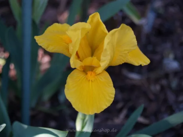 Zwerg-Schwertlilie / Iris " Orange Caper "