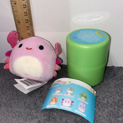 cailey micromallow
