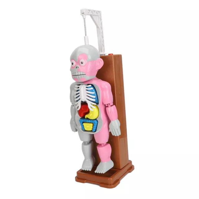 Human Body Toy Educational Interactive Play Set^