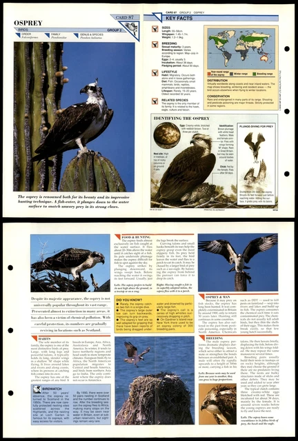 OSPREY #87 BIRDS Wildlife Fact File Fold-Out Card £1.99 - PicClick UK
