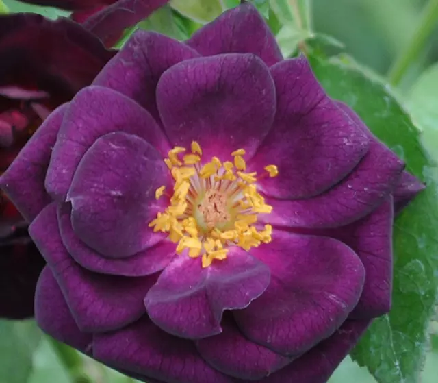 MIDNIGHT BLUE - 4 Ltr POTTED - Stunning Deep Purple Floribunda Bush Rose.