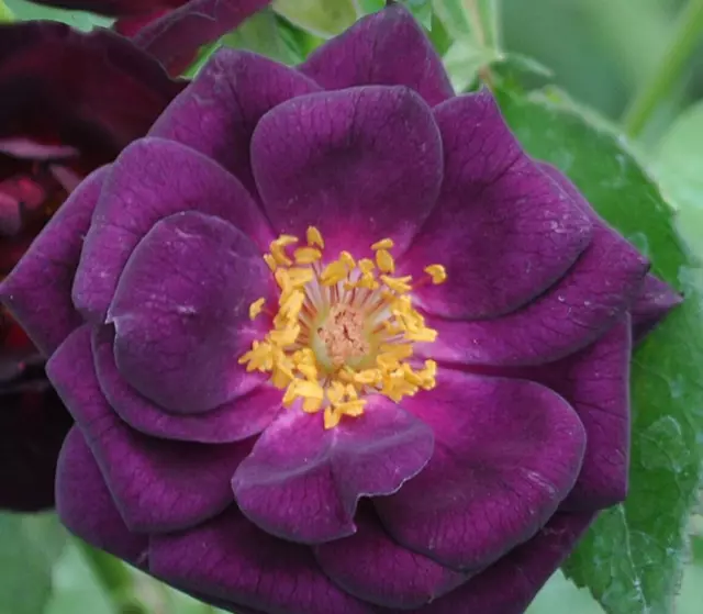 MIDNIGHT BLUE - Stunning Deep Purple Floribunda Bush Rose. Bareroot