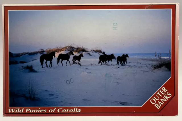 1992 Wild Ponies of Corolla, Horses, Outer Banks, NC Vintage Postcard