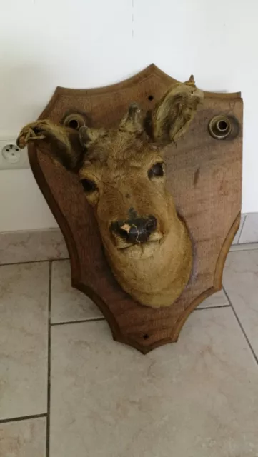 tête de biche, trophée de chasse sur support bois, ancienne taxidermie