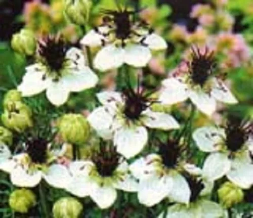 50+ Nigella Love In The Mist White Miss Jekyll Flower Seeds / Reseeding Annual