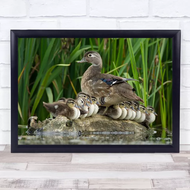 Ducklings Wood Duck Bird Birds Water Wall Art Print