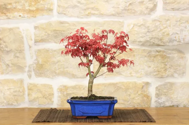 Bonsai di  Acero Palmato Deshojo giapponese in vaso 18 cm