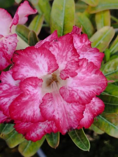 Adenium Obesum