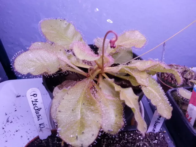 Drosera X Andromeda young carnivorous plant POTTED