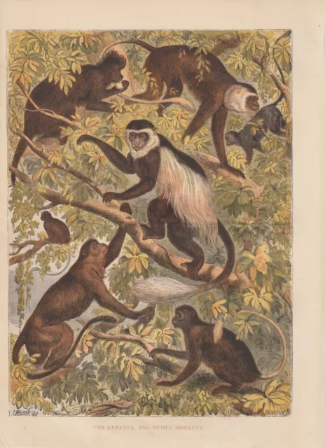 Mantelaffe Guereza und andere Affen kolorierter HOLZLSTICH von 1866