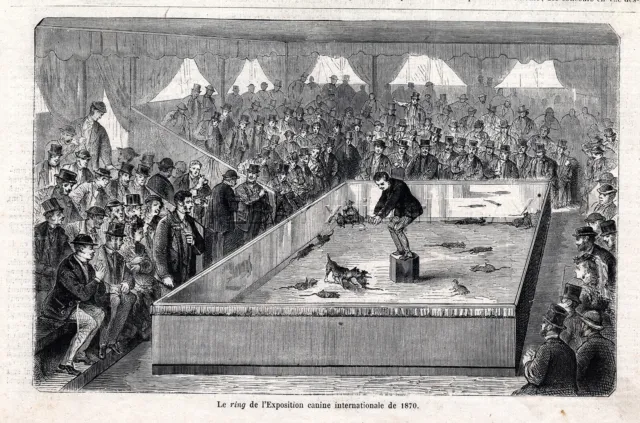 Dog Manchester Terrier Killing Rats in Show Ring, 1870s Antique Engraving Print