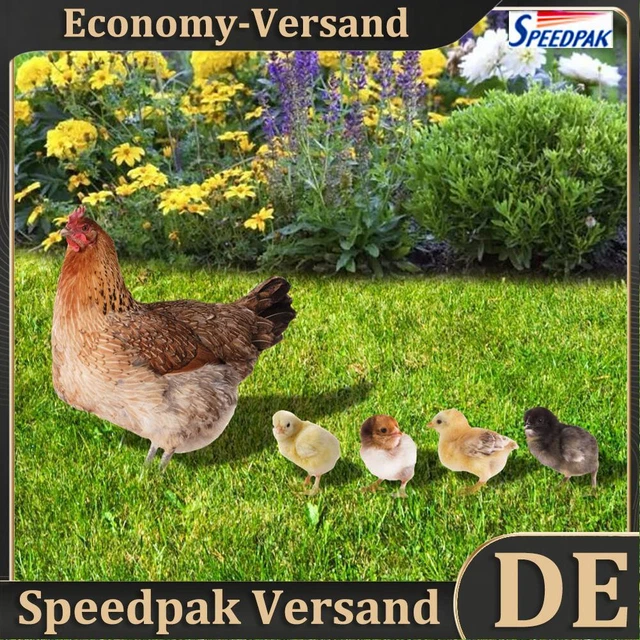 Acrylic 2D Chicken Sculpture Ornaments Double-sided Printing for Backyard Patio