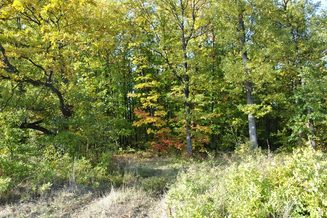 Forest Plot Freehold Property Bulgaria Woodland Land 4 log house Bulgarian EU Forest Plot Freehold Property Bulgaria Woodland Land 4 log house Bulgarian EU