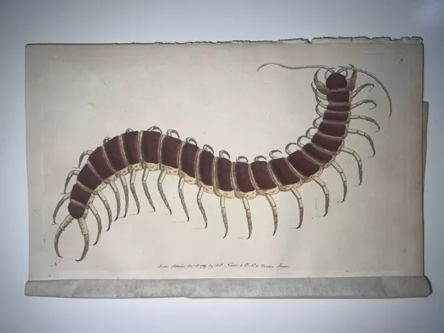 1783 RARE SHAW & NODDER Hand Colored Copper Engraving Great Centipede