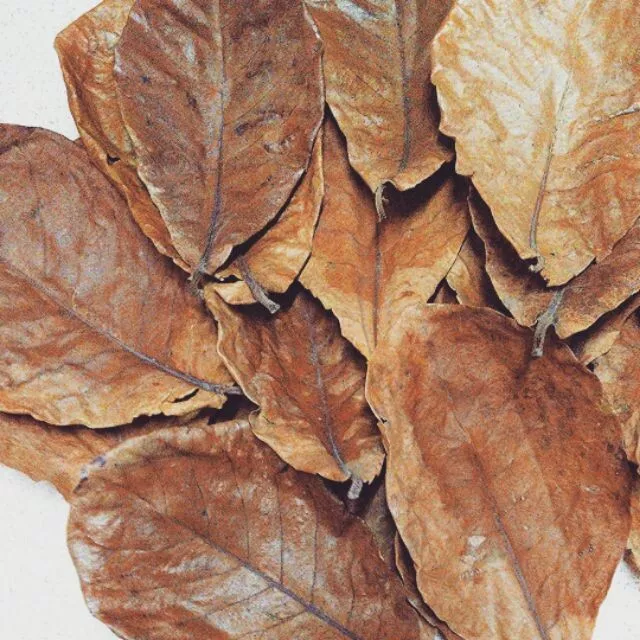 Clean Almond Leaves Fish Aquarium Care Catappa Indian Ketapang Leaf Shrimp Betta