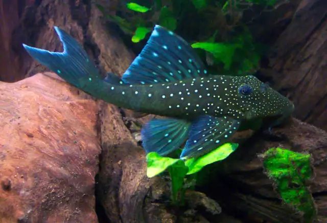 L128 Blue Phantom Pleco Hemiancistrus SP 4-5" L128 Blue Phantom Pleco Hemiancistrus SP 4-5"