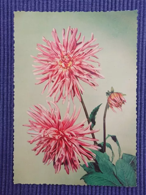 antiguo Tarjeta postal de arte AK Dalias Dahlia Asteroide Años 50