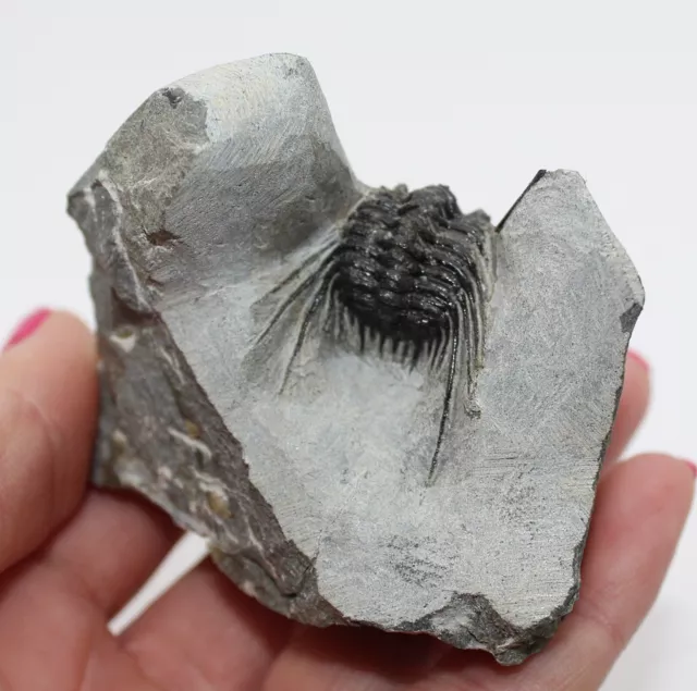 Rare Fossil Trilobite Leonaspis Devonian Morocco Trilobites fossils Ref:WS32.LN1 2