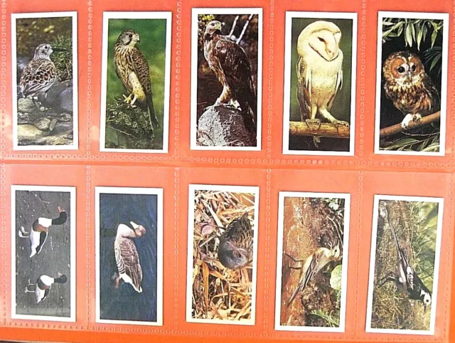 Carreras - Black Cat - British Birds -1976 - Full Set (50)