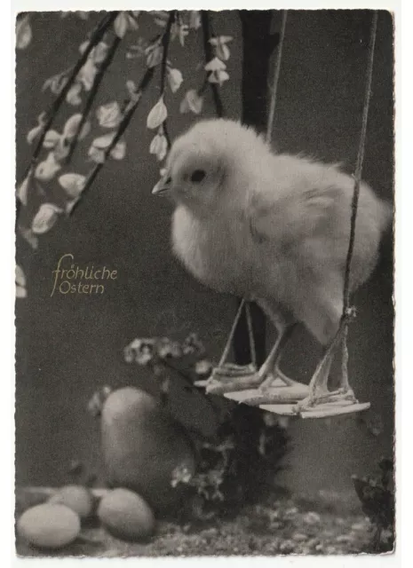 Poussin Balançoire Oeufs Photo Carte Postale D'Époque Voeux De Pâques Ostern