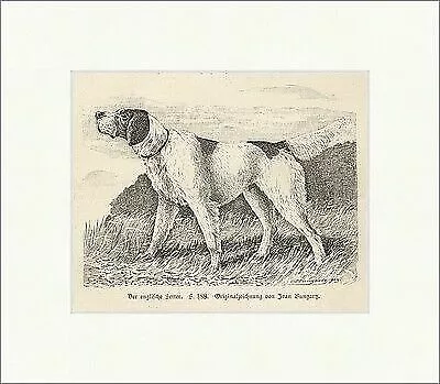 Der englische Setter Jean Bungartz Vorstehhund Holzstich Jagdzeitung 0028