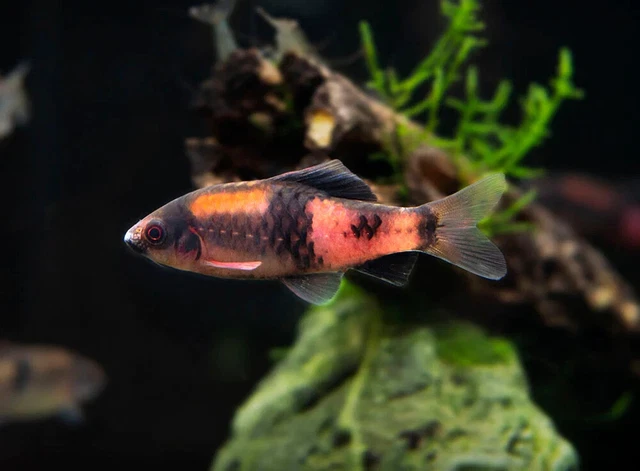 Pack of 5 Live Juvenile Freshwater Tropical Red Melon Panda Barb Aquarium Fish