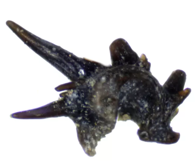 Rare Silurian Gnathostomes fossil fish tooth.
