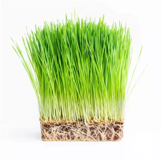 Barley Grain Grass Sprouts 400g-2kg Seeds sprout juice untreated sprouting grain