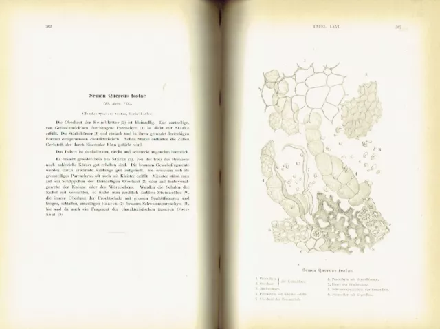 Moeller Pharmakognostischer Atlas 1892 Mikroskopische Darstellung von Drogen 3