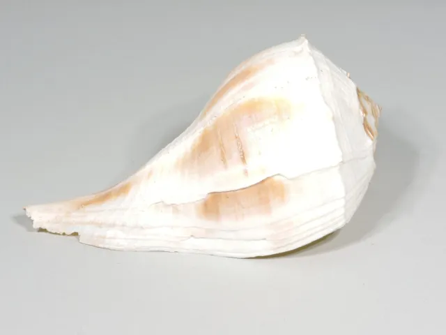 Large 11" Unbleached Lightning Whelk Conch Shell / Seashell