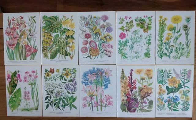 Vintage Botanical Wildflowers Prints Bookplates Ephemera Plants Set of 20