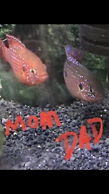 3+1 Pack 2”-3” Live Blood Red Jewel Cichlid Hemichromis lifalili  Aquarium Fish