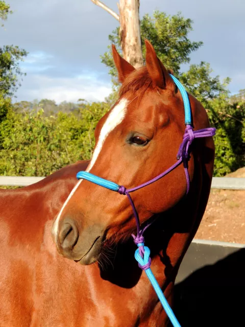 Padded rope halter and lead set, pony, cob  full XL full aqua and purple