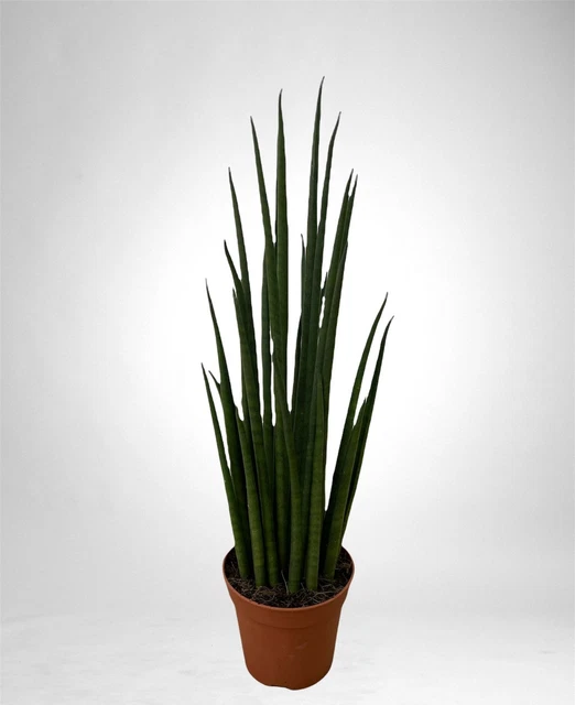 Sansevieria Cylindrica Straight -Spaghetti VELVET TOUCHZ Sansevieria Cylindrica Straight -Spaghetti VELVET TOUCHZ