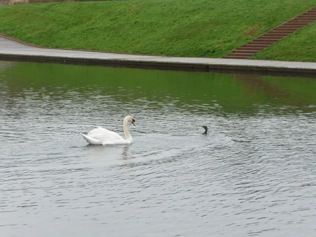 Photo 6x4 Exeter : River Exe Flood Relief Channel A swan and another bird c2009