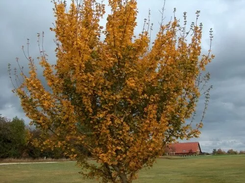 Field Maple native bare root tree saplings whips hedging plants hedge - 3 sizes!