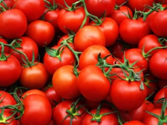 Organic TOMATO Seeds  - CILIEGIA  - Heirloom Non-GMO - UK Premium Seeds x5