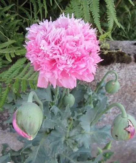 ♫ PAVOT Fleur de PIVOINE 'Rose' -Papaver ♫ Graines ♫ Ple Ornementale Mellifère ♫