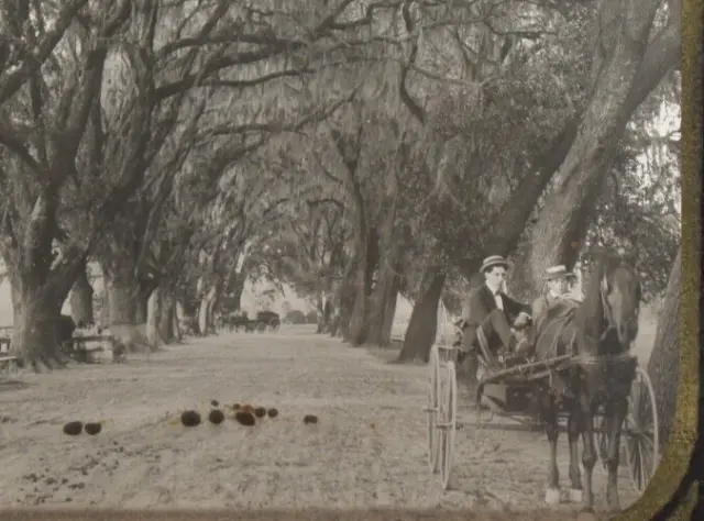 1890s New Orleans Horse carriage on Live oak lane slide Magic lantern format