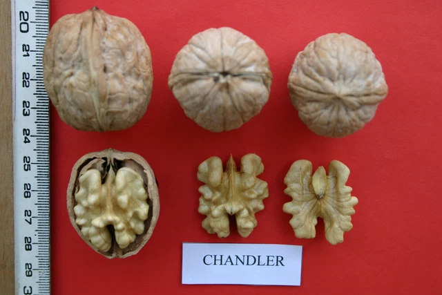 WALNUSS CHANDLER veredelter Walnussbaum Juglans regia 140-150 cm ... WALNUSS CHANDLER veredelter Walnussbaum Juglans regia 140-150 cm ...